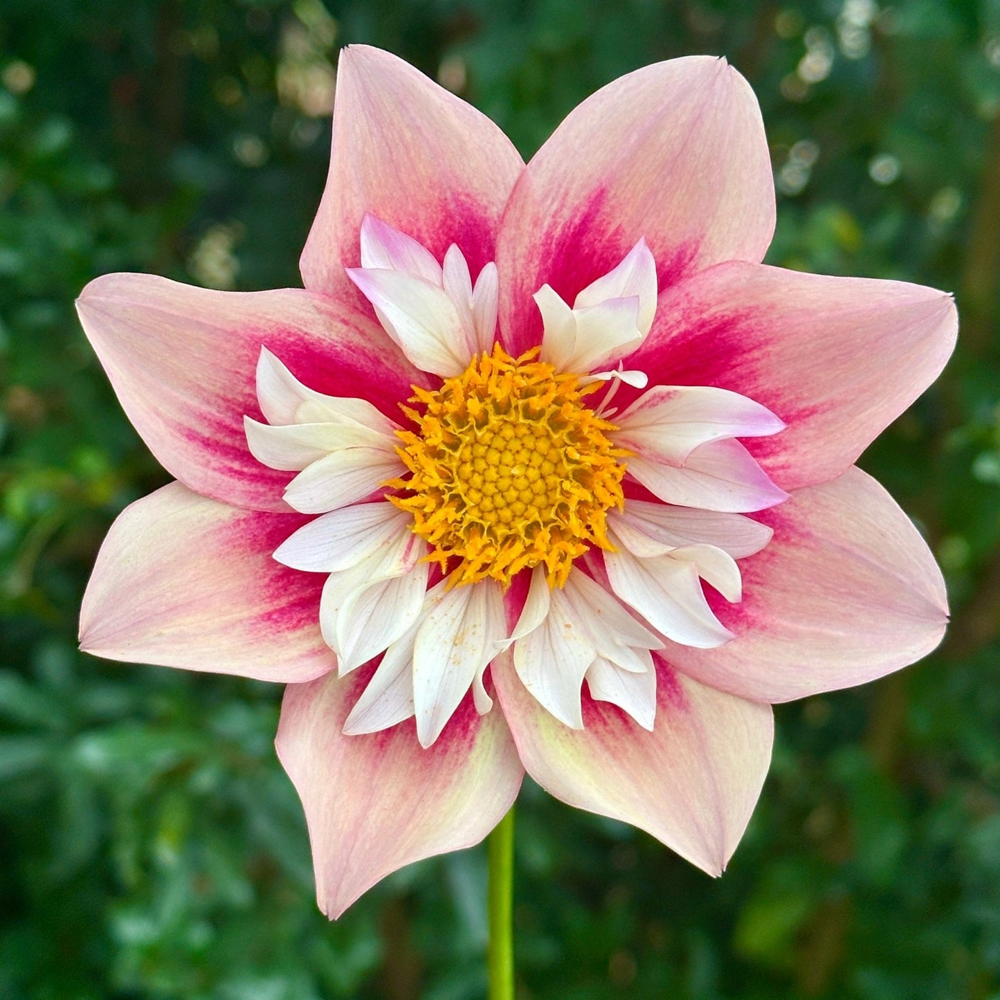 Rhubarb & Custard Dahlia (Limit 1 p.p) - Love Dahlias - south - africa - flower - bulbs