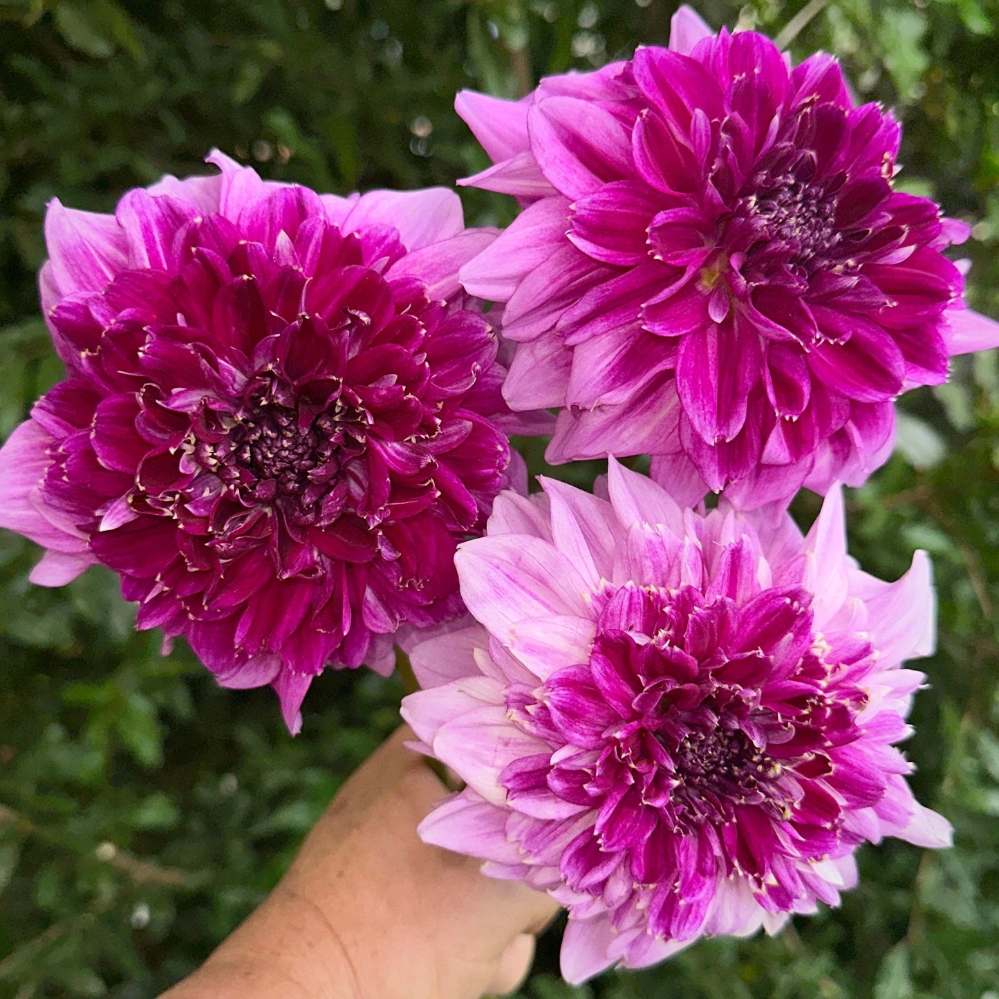 Richards Fortune Dahlia Tuber - Love Dahlias - south - africa - flower - bulbs