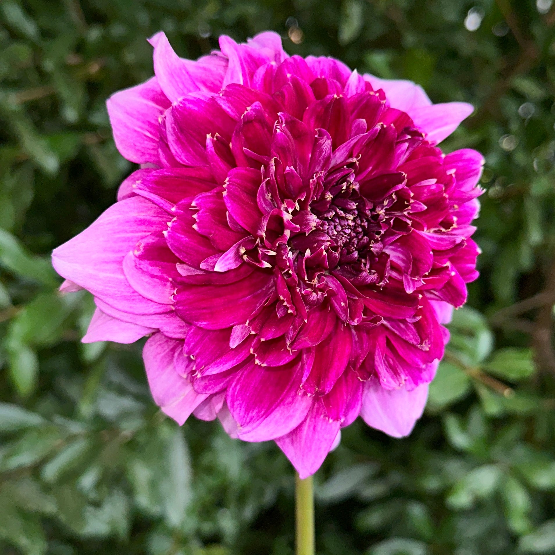 Richards Fortune Dahlia Tuber - Love Dahlias - south - africa - flower - bulbs