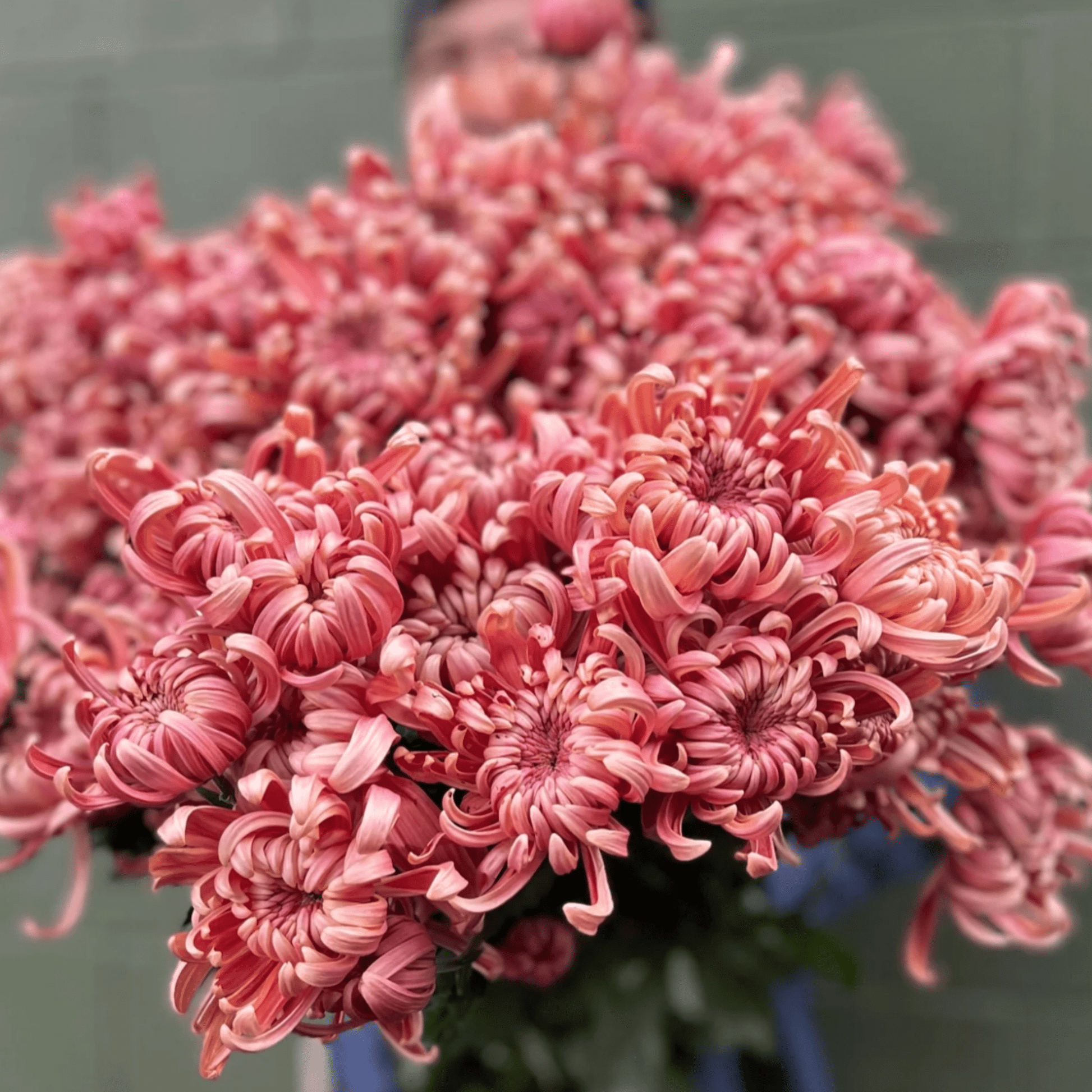River City Heirloom Chrysanthemum (Available 2028) - Love Dahlias-south-africa-flower-bulbs