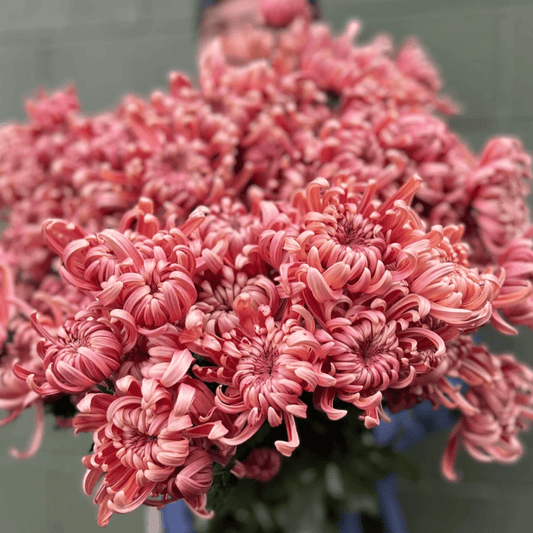 River City Heirloom Chrysanthemum (Available 2028) - Love Dahlias-south-africa-flower-bulbs