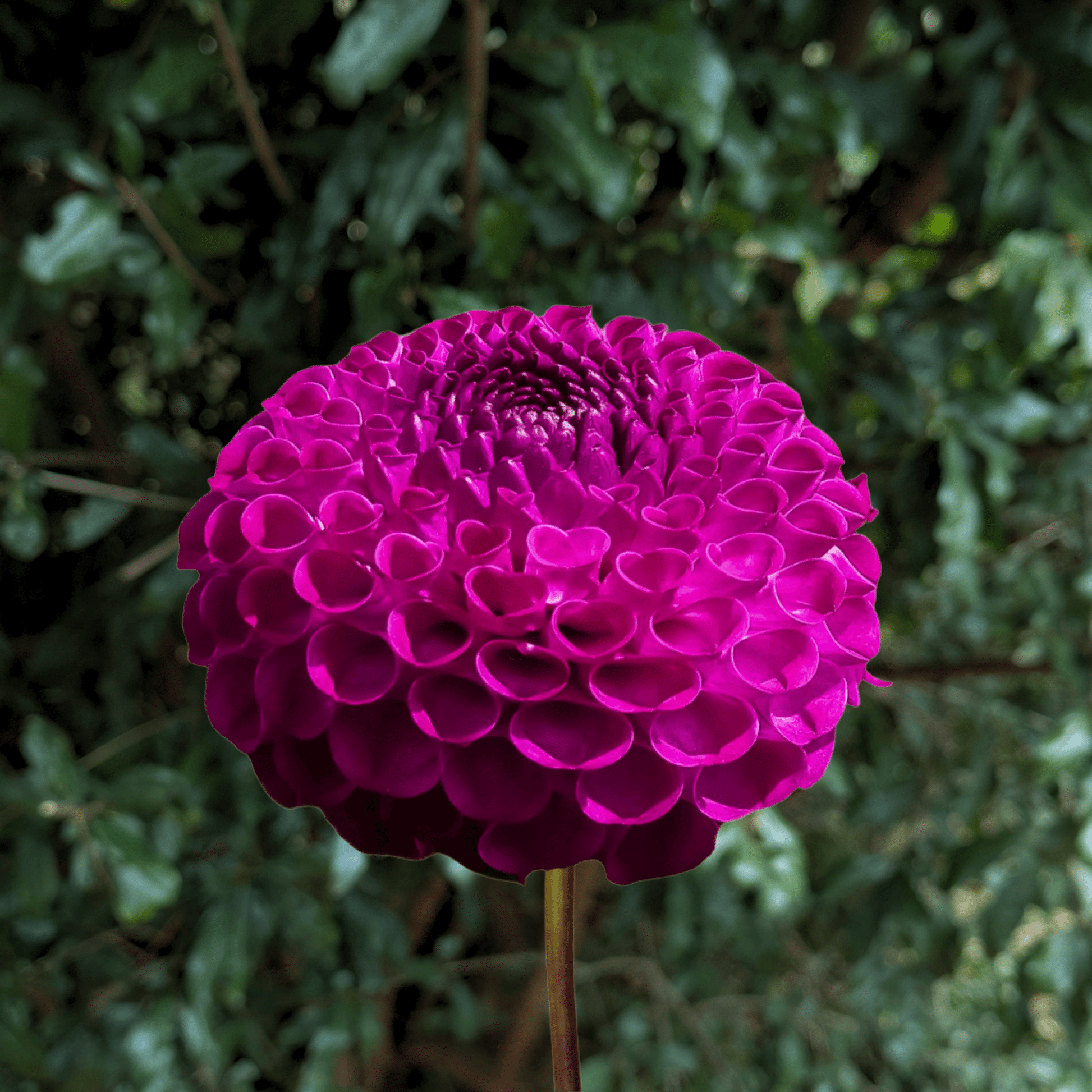 Rocco Dahlia Tuber | South Africa - Love Dahlias - south - africa - flower - bulbs