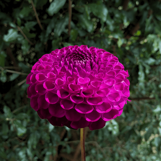Rocco Dahlia Tuber | South Africa - Love Dahlias - south - africa - flower - bulbs