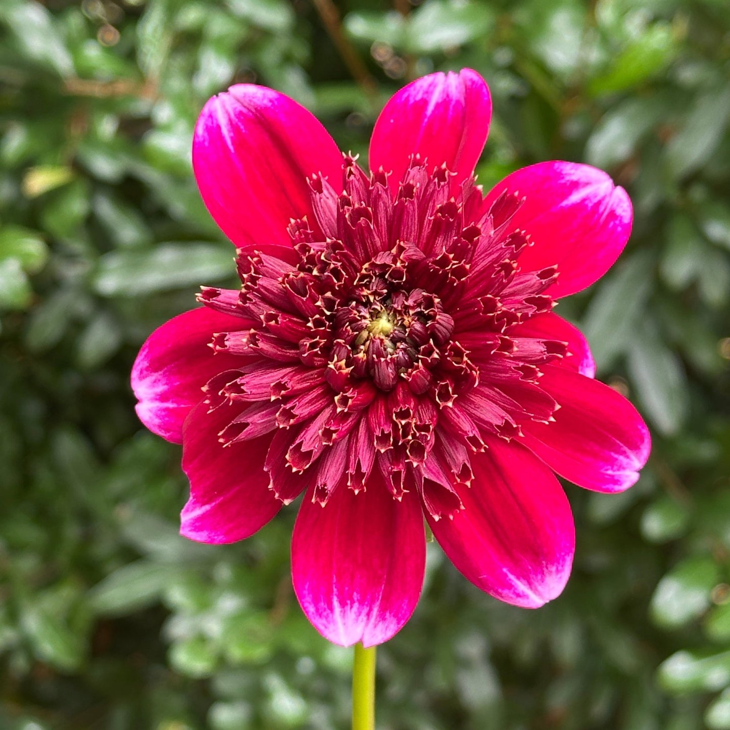 Rockstar Dahlia Tuber - Love Dahlias - south - africa - flower - bulbs