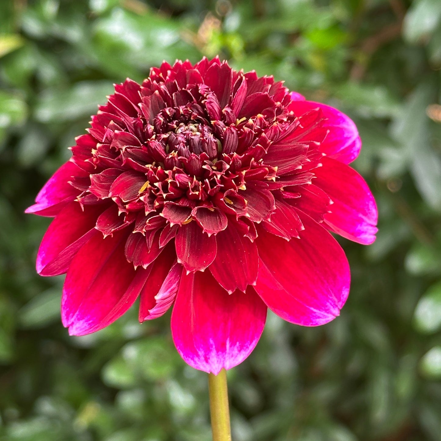 Rockstar Dahlia Tuber - Love Dahlias - south - africa - flower - bulbs