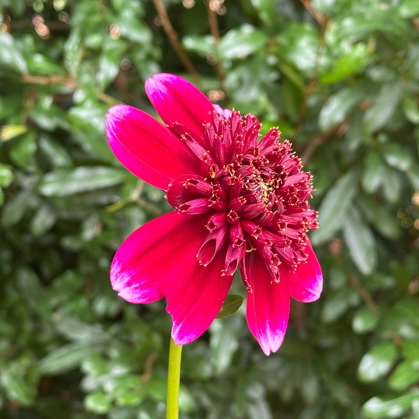 Rockstar Dahlia Tuber - Love Dahlias - south - africa - flower - bulbs