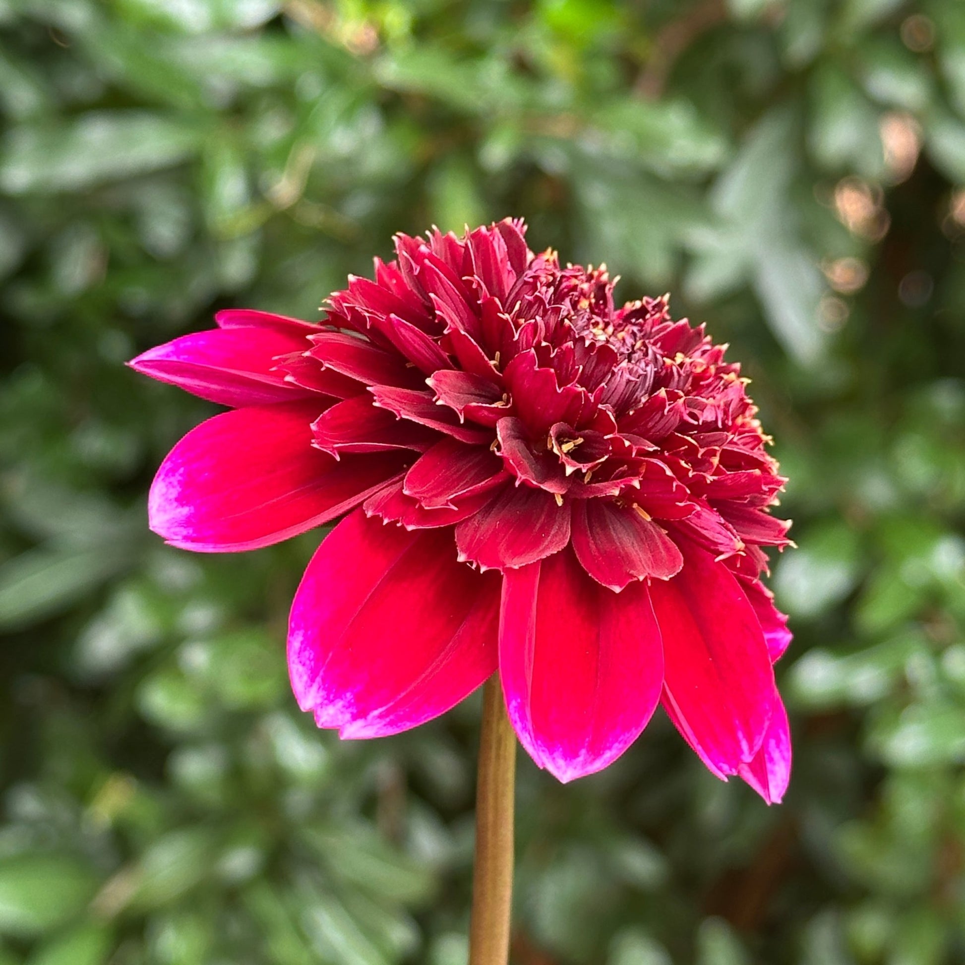 Rockstar Dahlia Tuber - Love Dahlias - south - africa - flower - bulbs