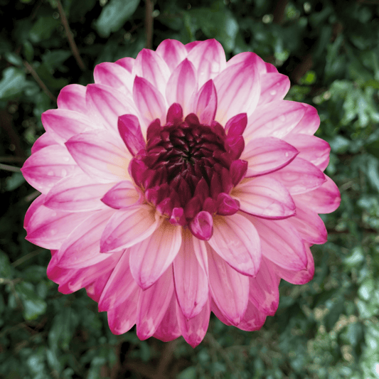 Romantica Dahlia Tuber | South Africa - Love Dahlias - south - africa - flower - bulbs