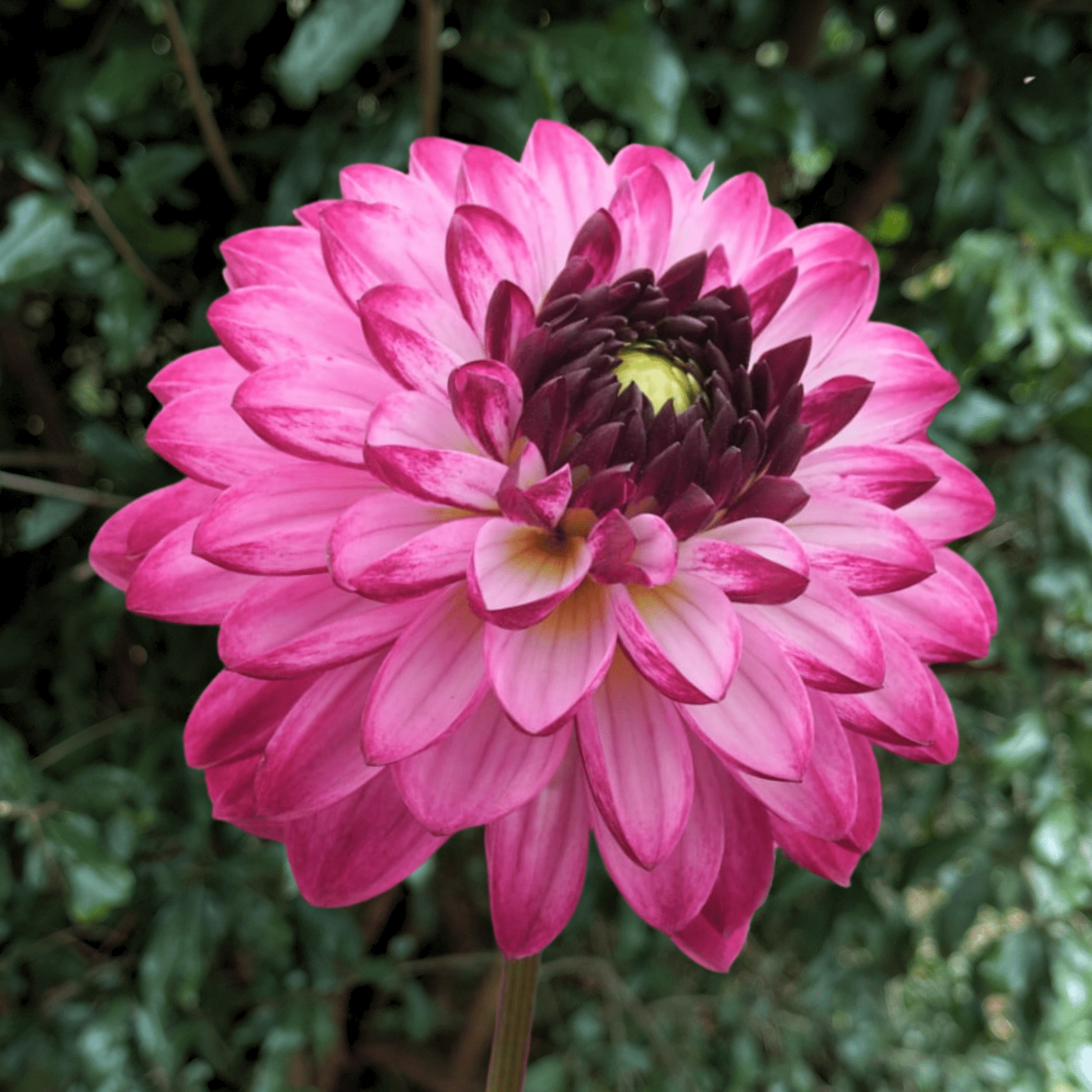 Romantica Dahlia Tuber | South Africa - Love Dahlias - south - africa - flower - bulbs