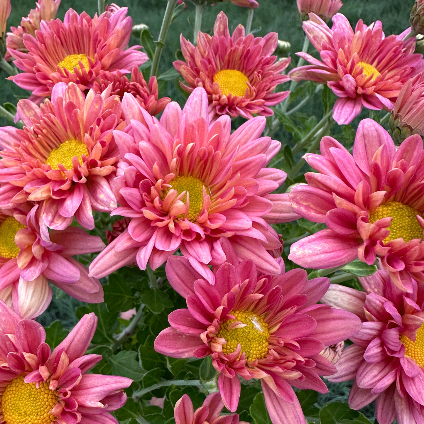 Rosé Melon Heirloom Chrysanthemum | South Africa - Love Dahlias - south - africa - flower - bulbs