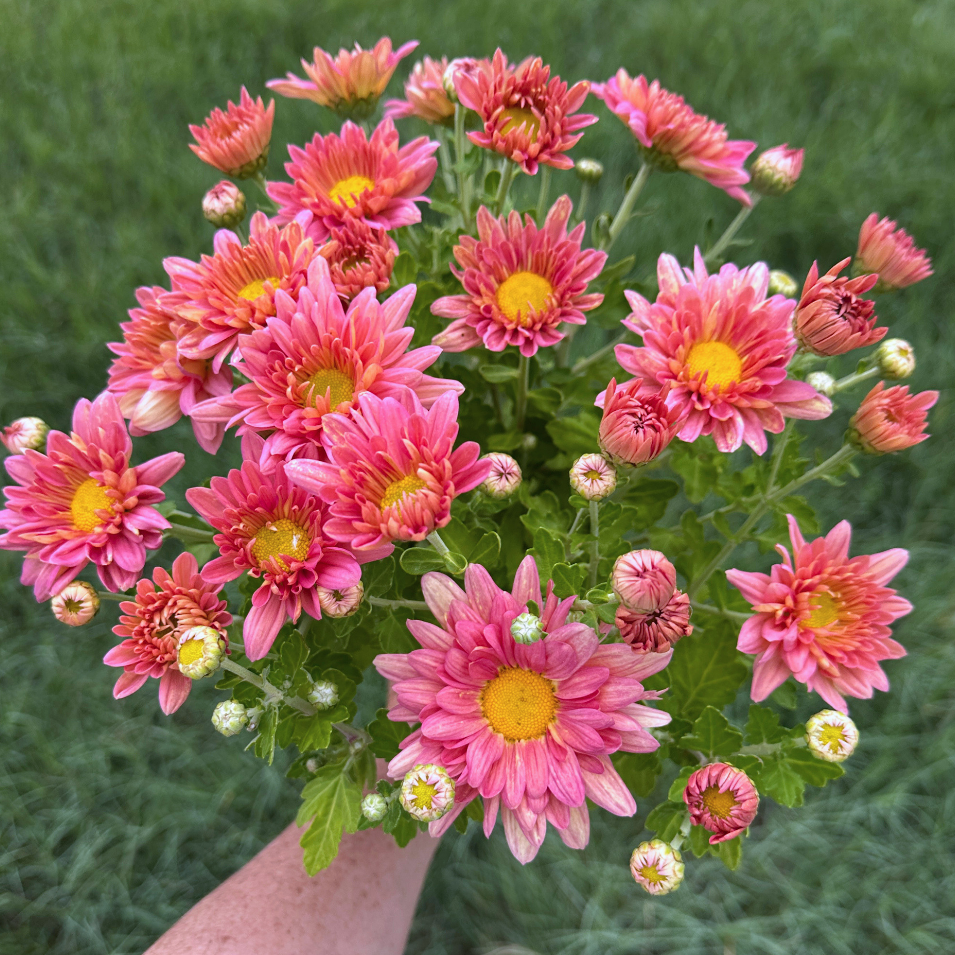 Rosé Melon Heirloom Chrysanthemum | South Africa - Love Dahlias - south - africa - flower - bulbs