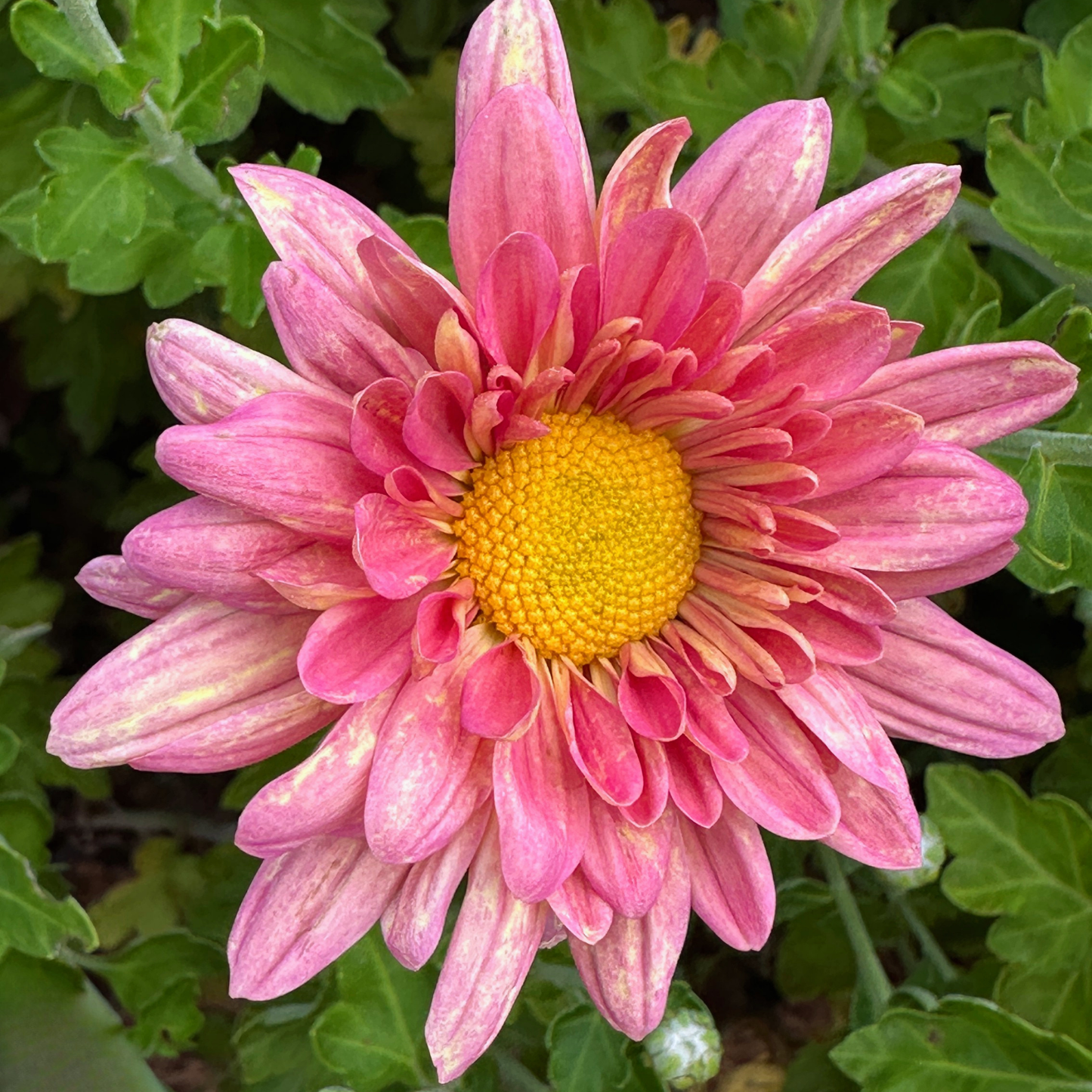 Rosé Melon Heirloom Chrysanthemum | South Africa - Love Dahlias - south - africa - flower - bulbs