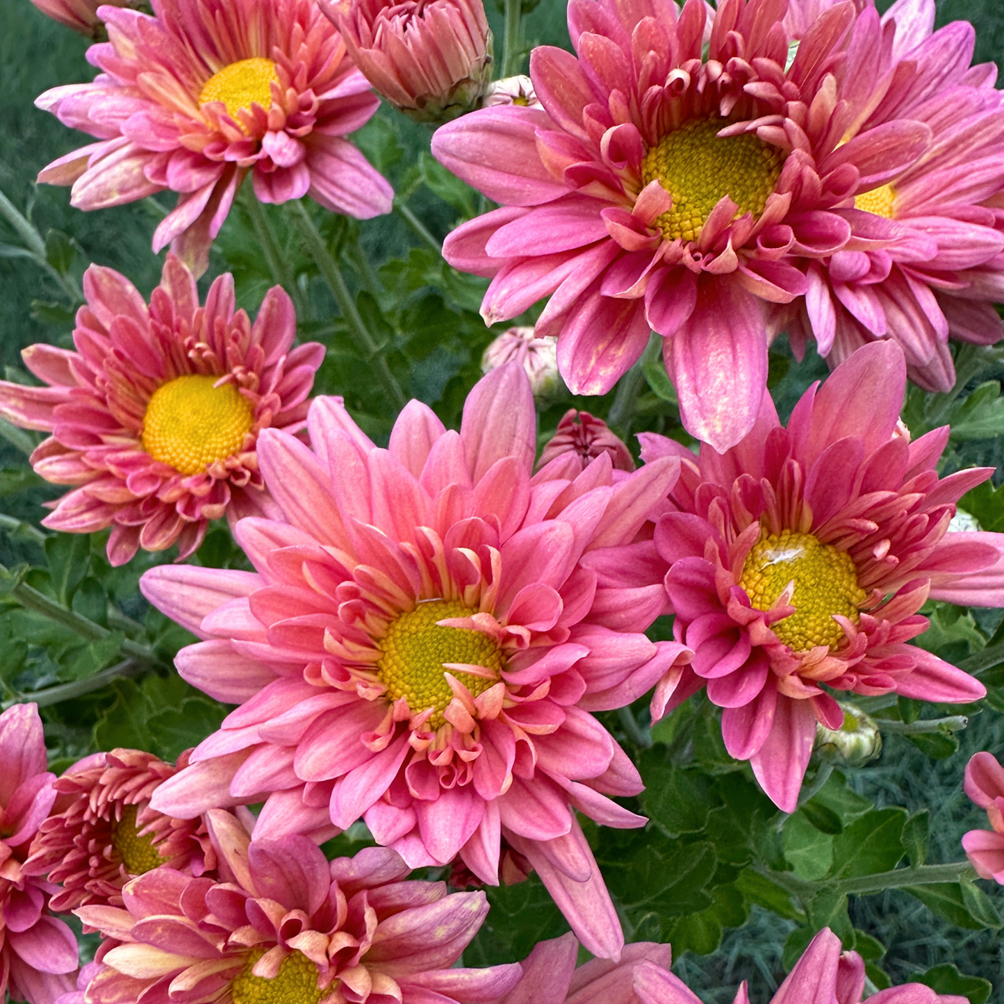 Rosé Melon Heirloom Chrysanthemum | South Africa - Love Dahlias - south - africa - flower - bulbs