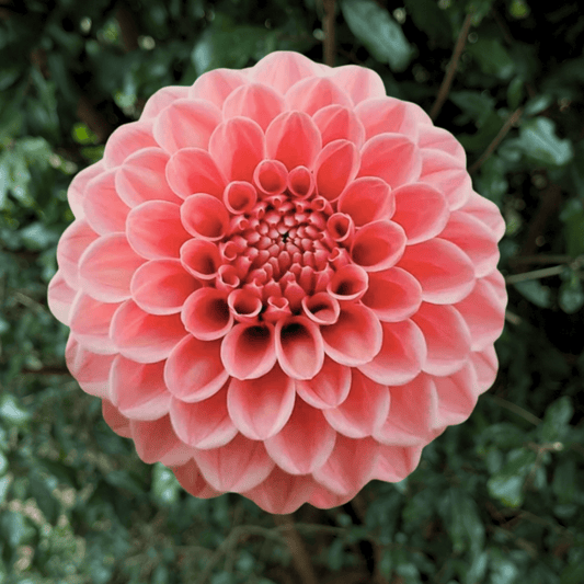 Rose Toscano Dahlia Tuber | South Africa - Love Dahlias - south - africa - flower - bulbs