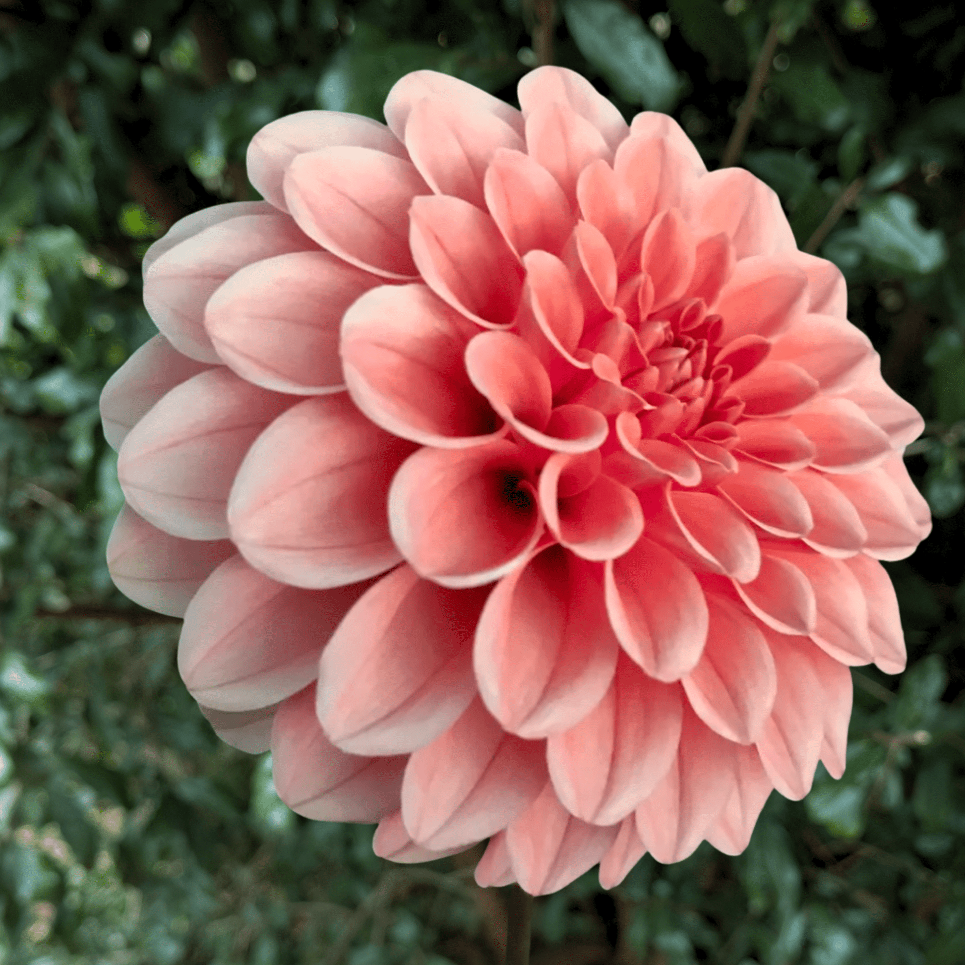 Rose Toscano Dahlia Tuber | South Africa - Love Dahlias - south - africa - flower - bulbs