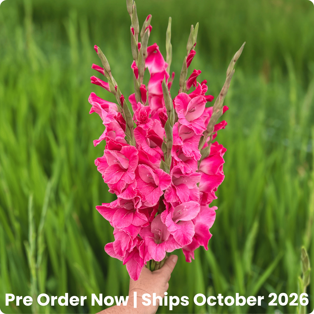 Rosette Gladiolus Corms (Pack of 10) Sword Lily - Love Dahlias - south - africa - flower - bulbs