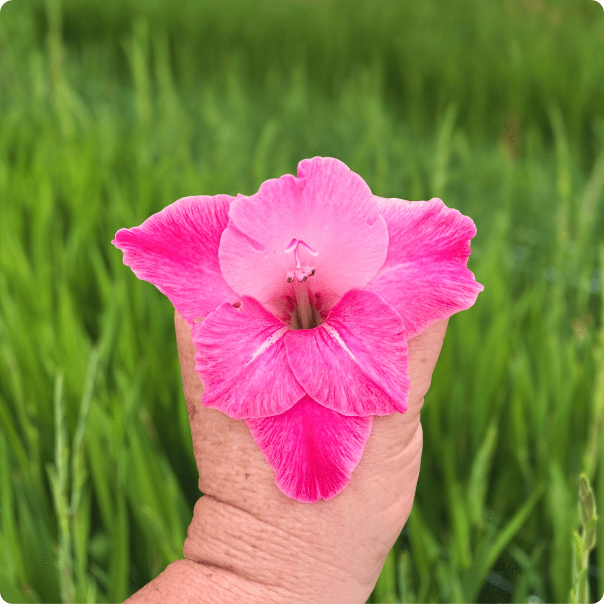 Rosette Gladiolus Corms (Pack of 10) Sword Lily - Love Dahlias - south - africa - flower - bulbs