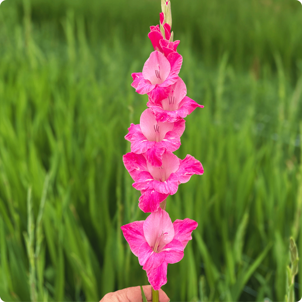 Rosette Gladiolus Corms (Pack of 10) Sword Lily - Love Dahlias - south - africa - flower - bulbs