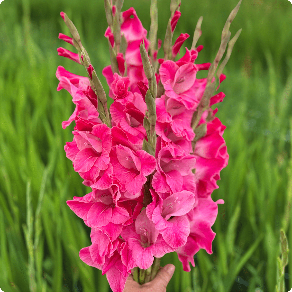 Rosette Gladiolus (Pack of 10) Sword Lily - Love Dahlias - south - africa - flower - bulbs