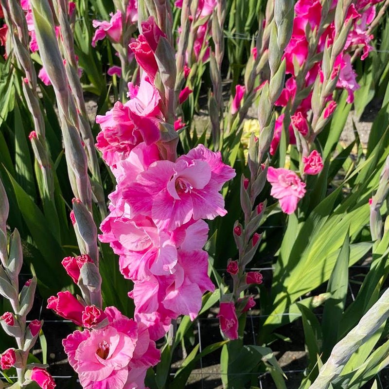 Rosette Gladiolus (Pack of 12) Sword Lily - Love Dahlias - south - africa - flower - bulbs