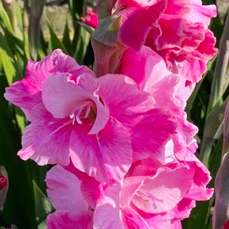 Rosette Gladiolus (Pack of 12) Sword Lily - Love Dahlias - south - africa - flower - bulbs
