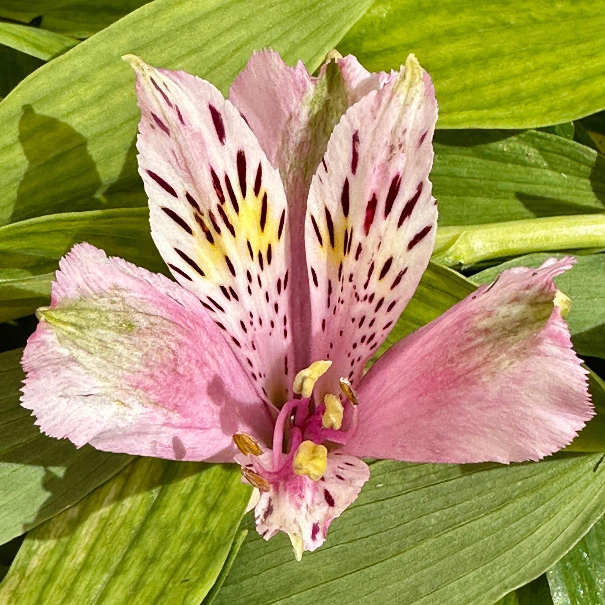 Rosie Alstroemeria Plant (Inca Lily) - Love Dahlias - south - africa - flower - bulbs