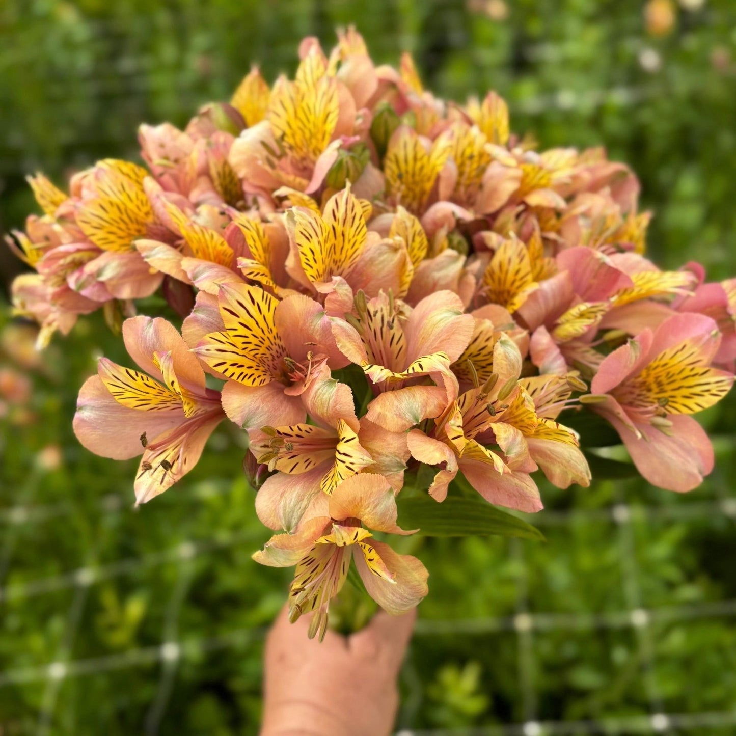 Rosie Gold Alstroemeria Plant (Inca Lily) - Love Dahlias - south - africa - flower - bulbs