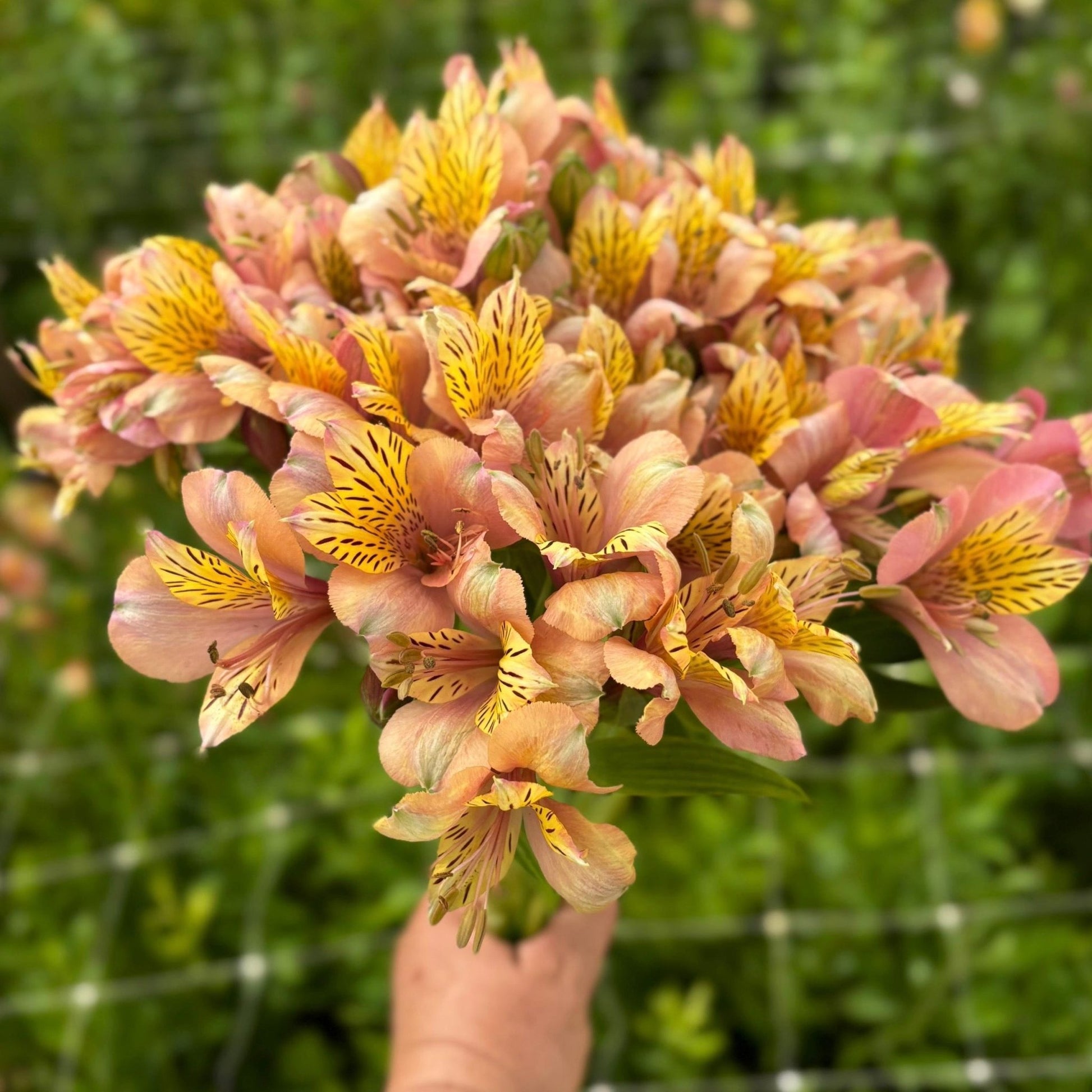 Rosie Gold Alstroemeria Plant (Inca Lily) - Love Dahlias - south - africa - flower - bulbs