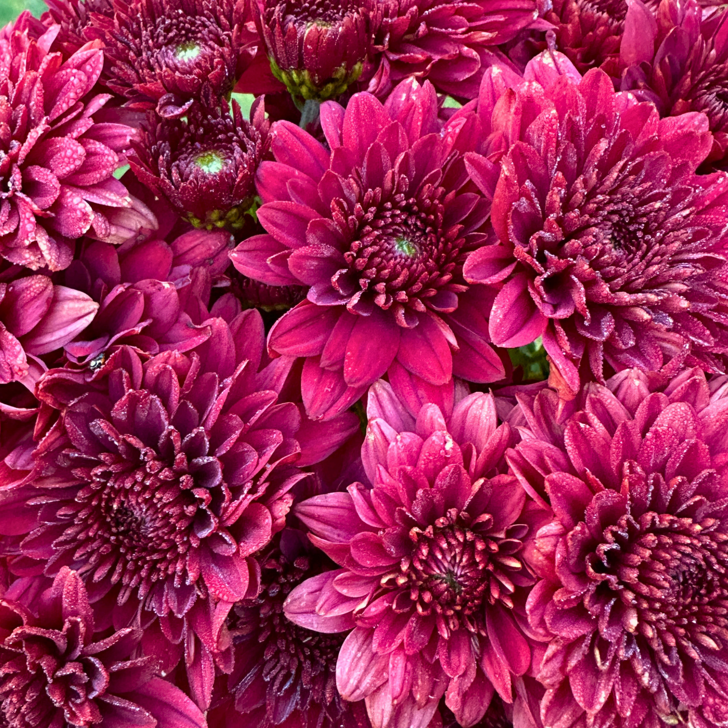 Ruby Queen Heirloom Chrysanthemum | South Africa - Love Dahlias - south - africa - flower - bulbs
