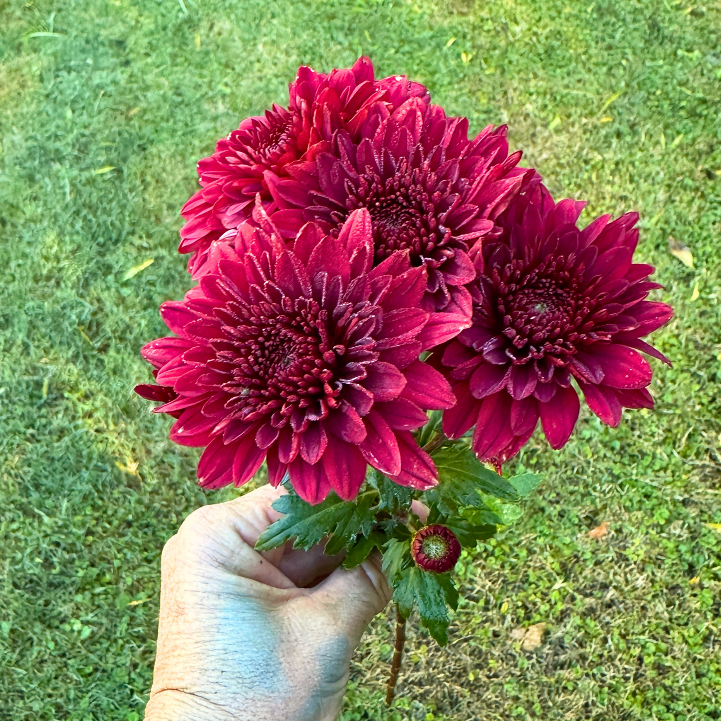 Ruby Queen Heirloom Chrysanthemum | South Africa - Love Dahlias - south - africa - flower - bulbs