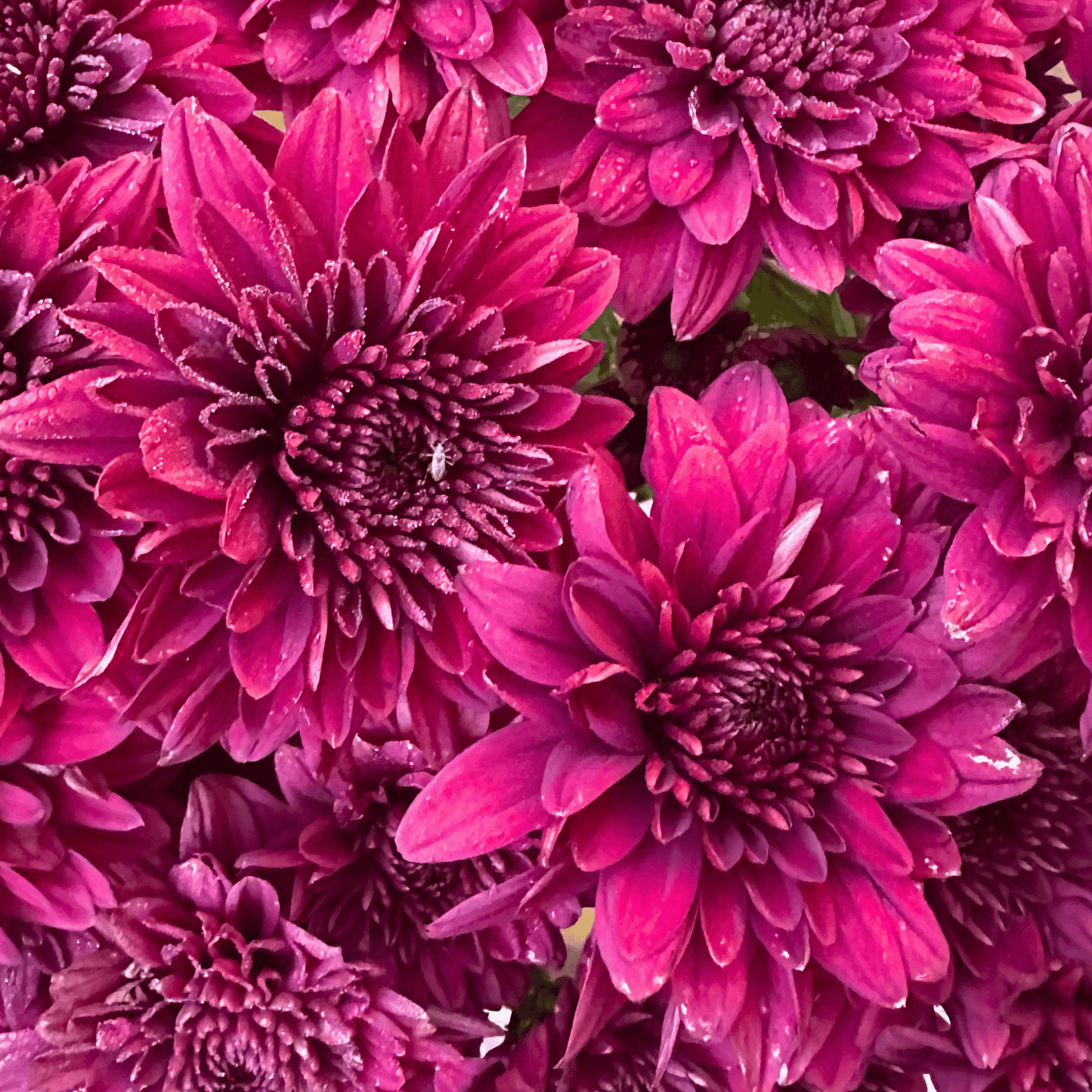 Ruby Queen Heirloom Chrysanthemum | South Africa - Love Dahlias - south - africa - flower - bulbs