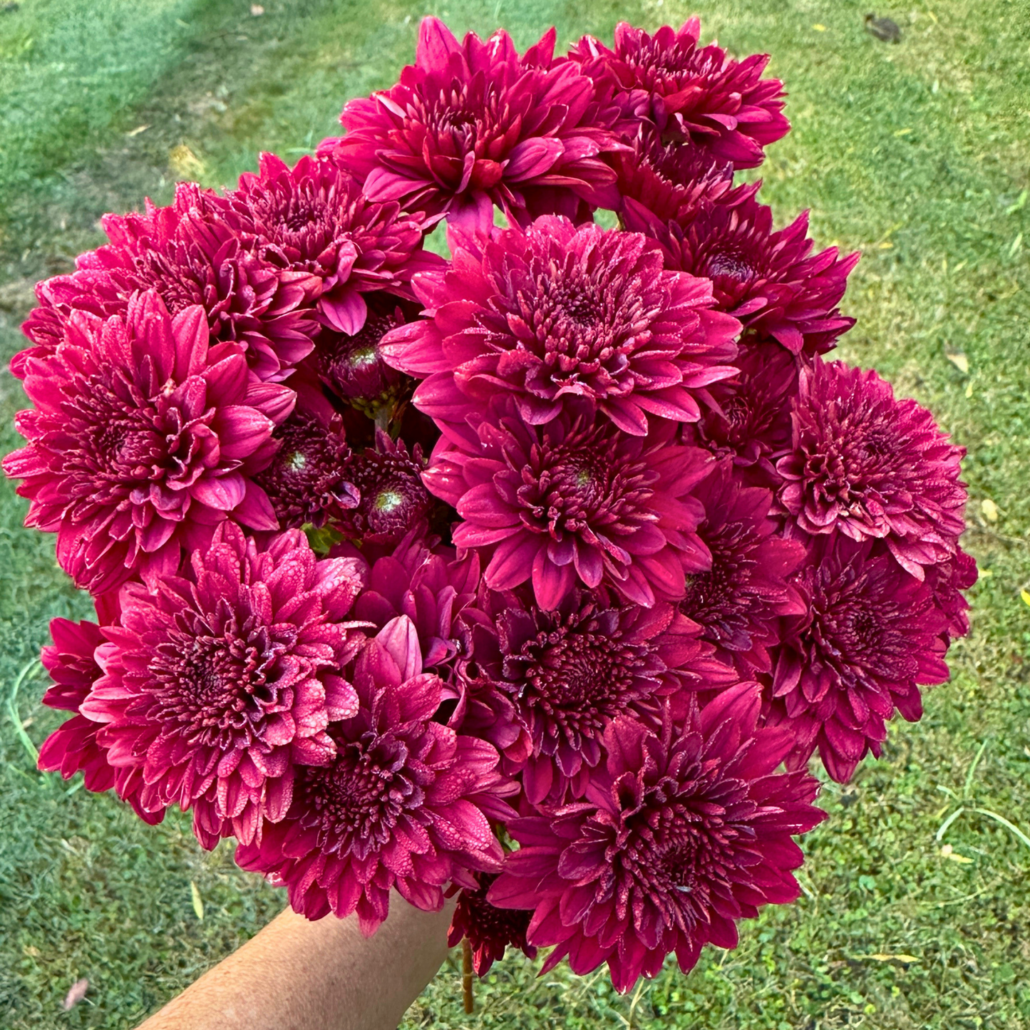 Ruby Queen Heirloom Chrysanthemum | South Africa - Love Dahlias - south - africa - flower - bulbs