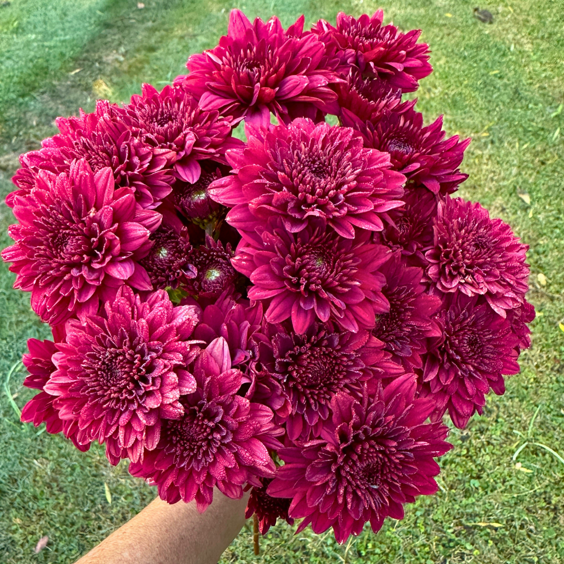 Ruby Queen Heirloom Chrysanthemum | South Africa - Love Dahlias - south - africa - flower - bulbs