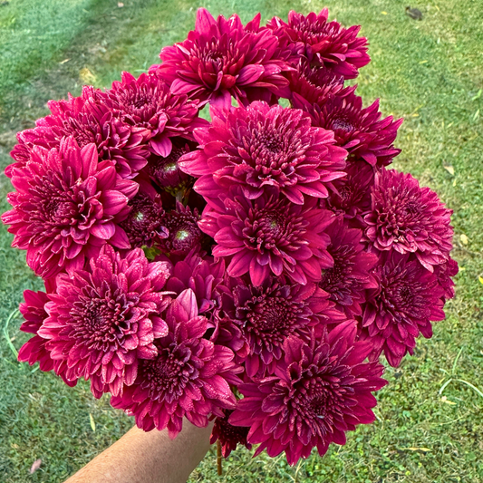 Ruby Queen Heirloom Chrysanthemum | South Africa - Love Dahlias - south - africa - flower - bulbs