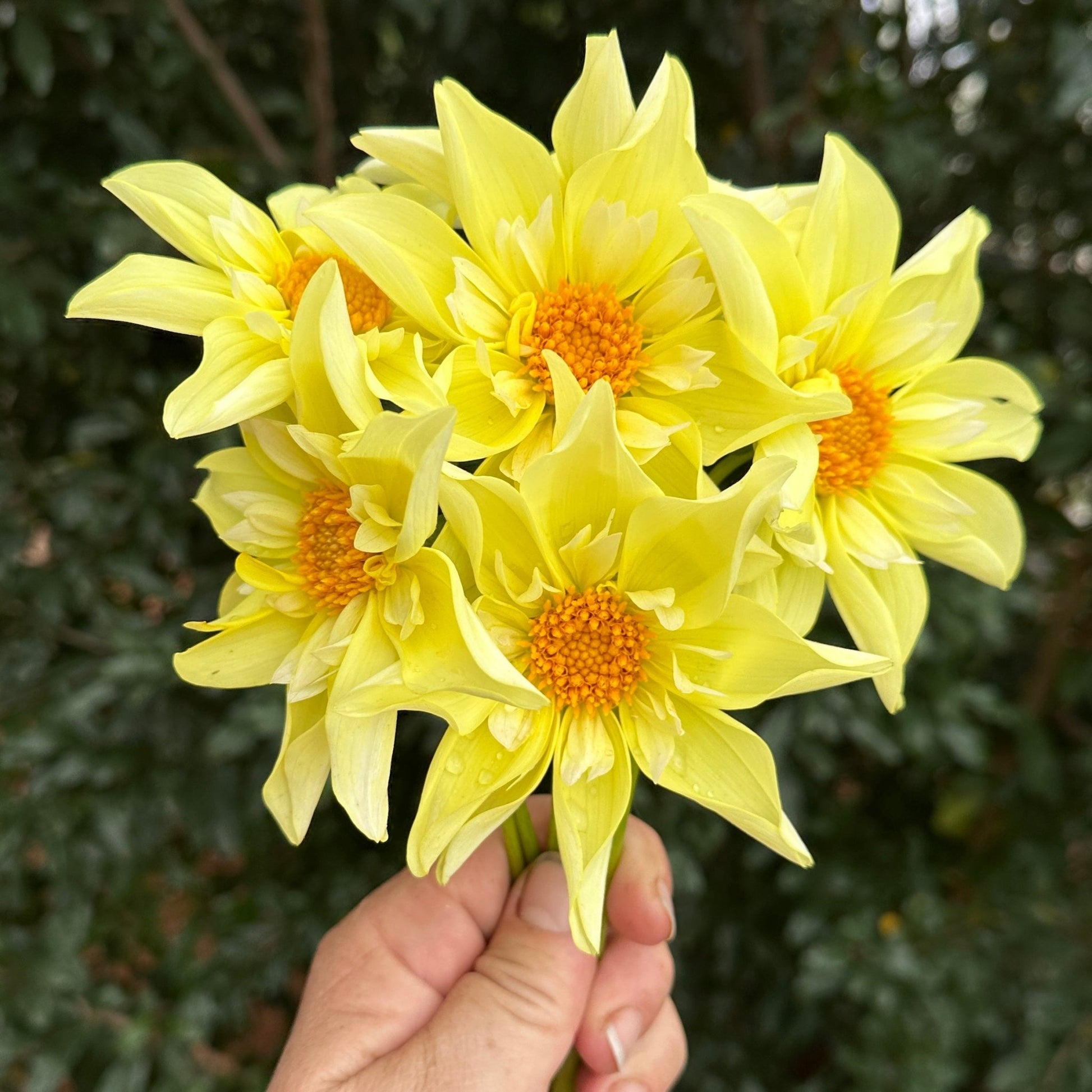 Rudie's Romance Dahlia (Limit 1 p.p) - Love Dahlias - south - africa - flower - bulbs