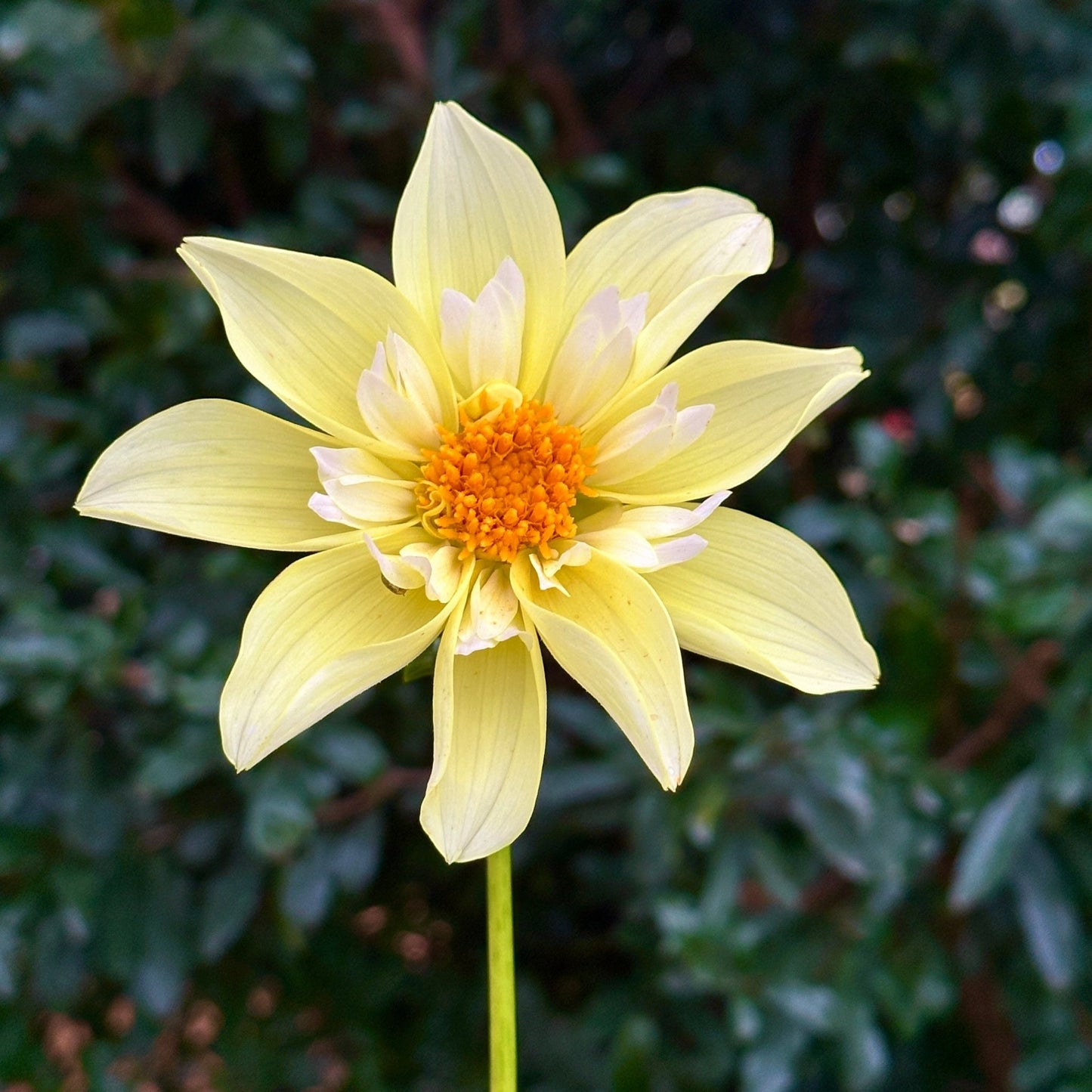 Rudie's Romance Dahlia (Limit 1 p.p) - Love Dahlias - south - africa - flower - bulbs