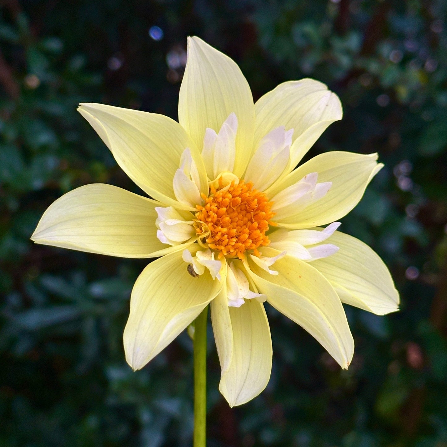 Rudie's Romance Dahlia (Limit 1 p.p) - Love Dahlias - south - africa - flower - bulbs