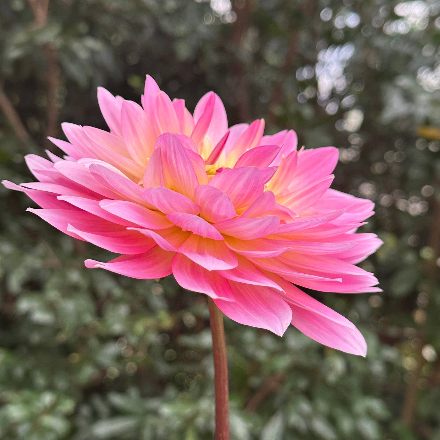Ruthie G Dahlia (Limit 1 p.p) - Love Dahlias - south - africa - flower - bulbs
