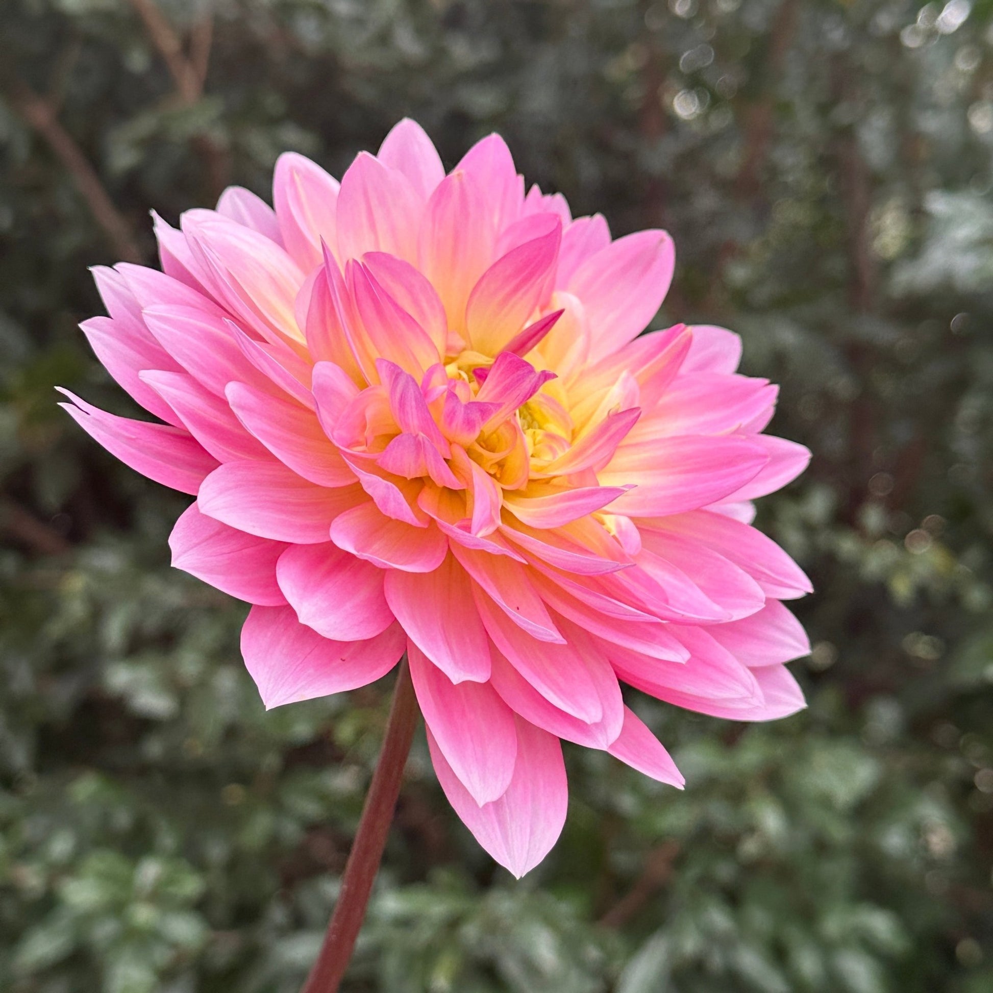 Ruthie G Dahlia (Limit 1 p.p) - Love Dahlias - south - africa - flower - bulbs