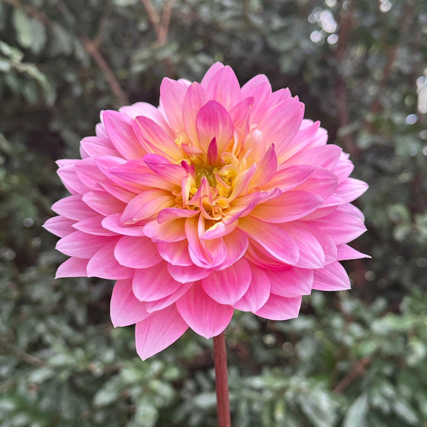 Ruthie G Dahlia (Limit 1 p.p) - Love Dahlias - south - africa - flower - bulbs
