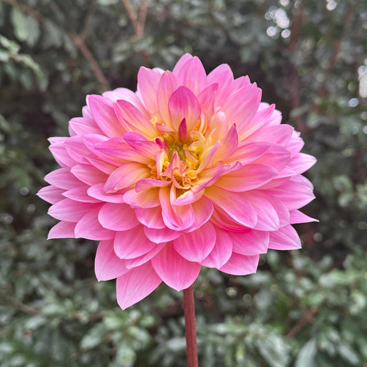 Ruthie G Dahlia (Limit 1 p.p) - Love Dahlias - south - africa - flower - bulbs