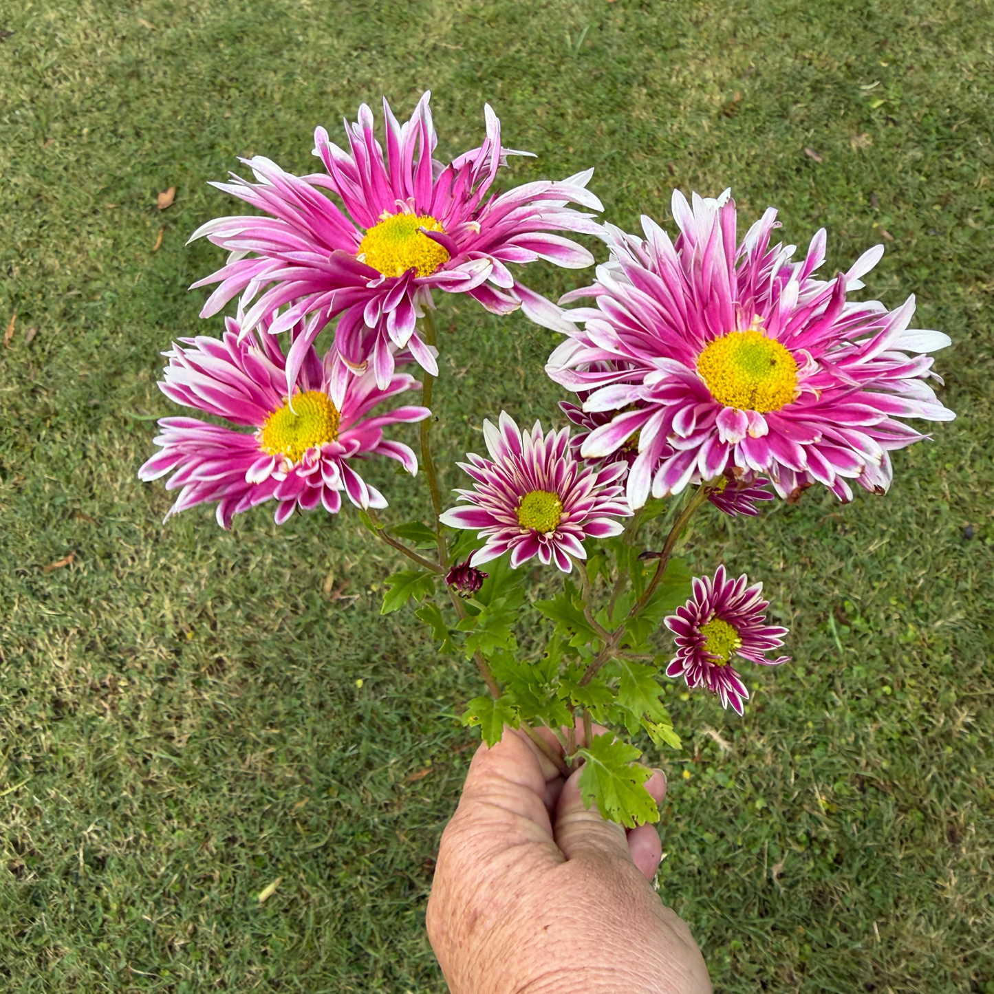 Saba Heirloom Chrysanthemum | South Africa - Love Dahlias - south - africa - flower - bulbs