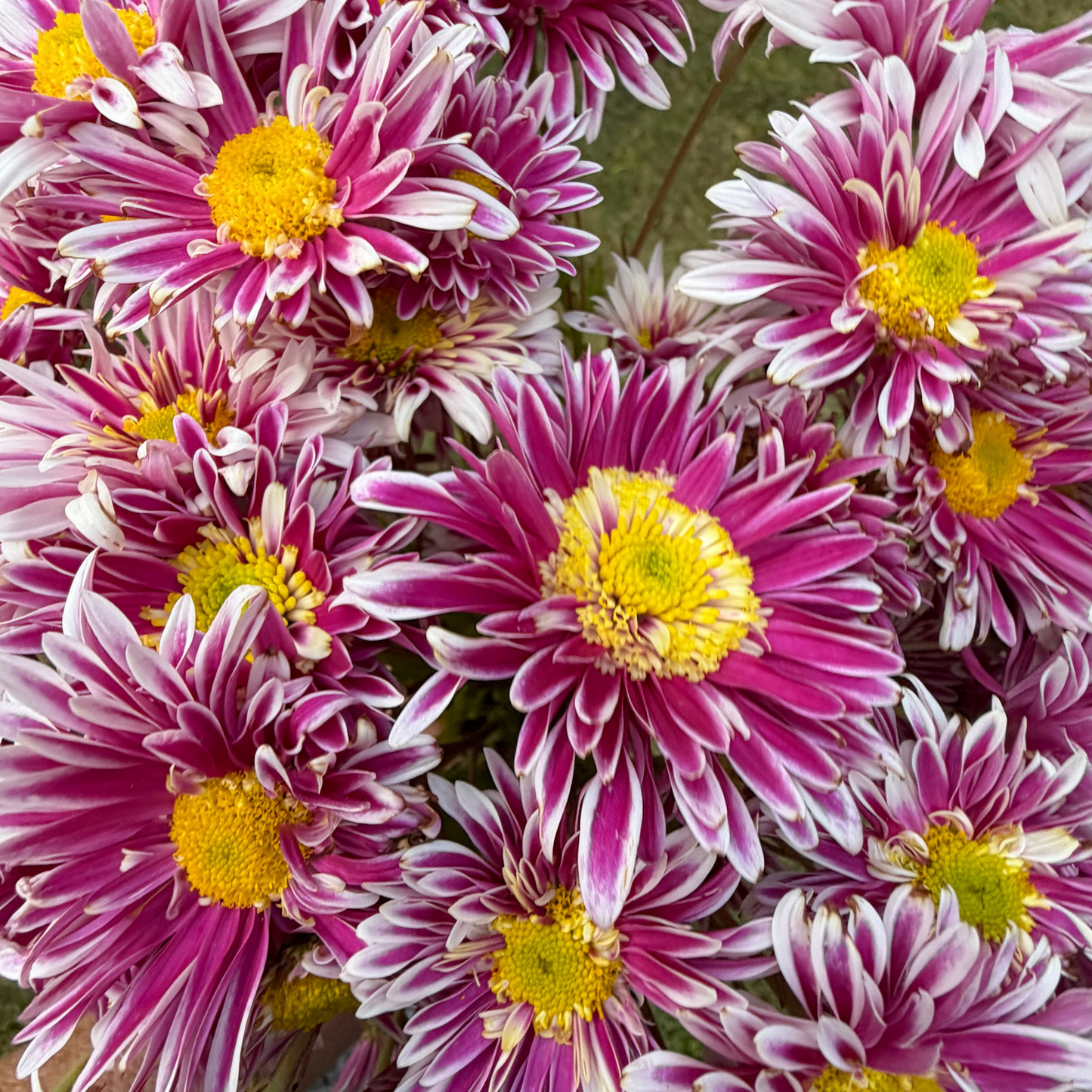 Saba Heirloom Chrysanthemum | South Africa - Love Dahlias - south - africa - flower - bulbs