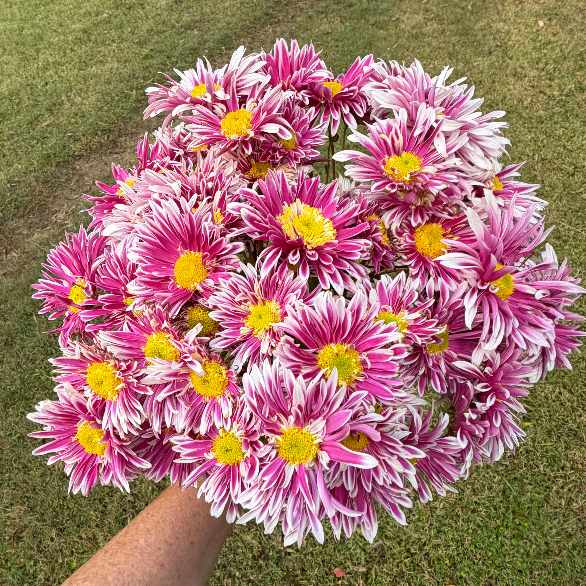 Saba Heirloom Chrysanthemum | South Africa - Love Dahlias - south - africa - flower - bulbs