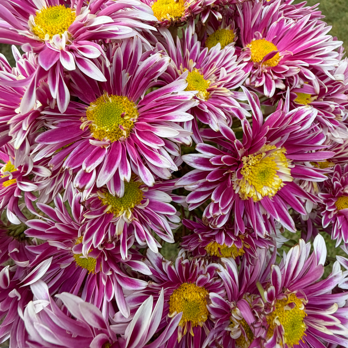 Saba Heirloom Chrysanthemum | South Africa - Love Dahlias - south - africa - flower - bulbs