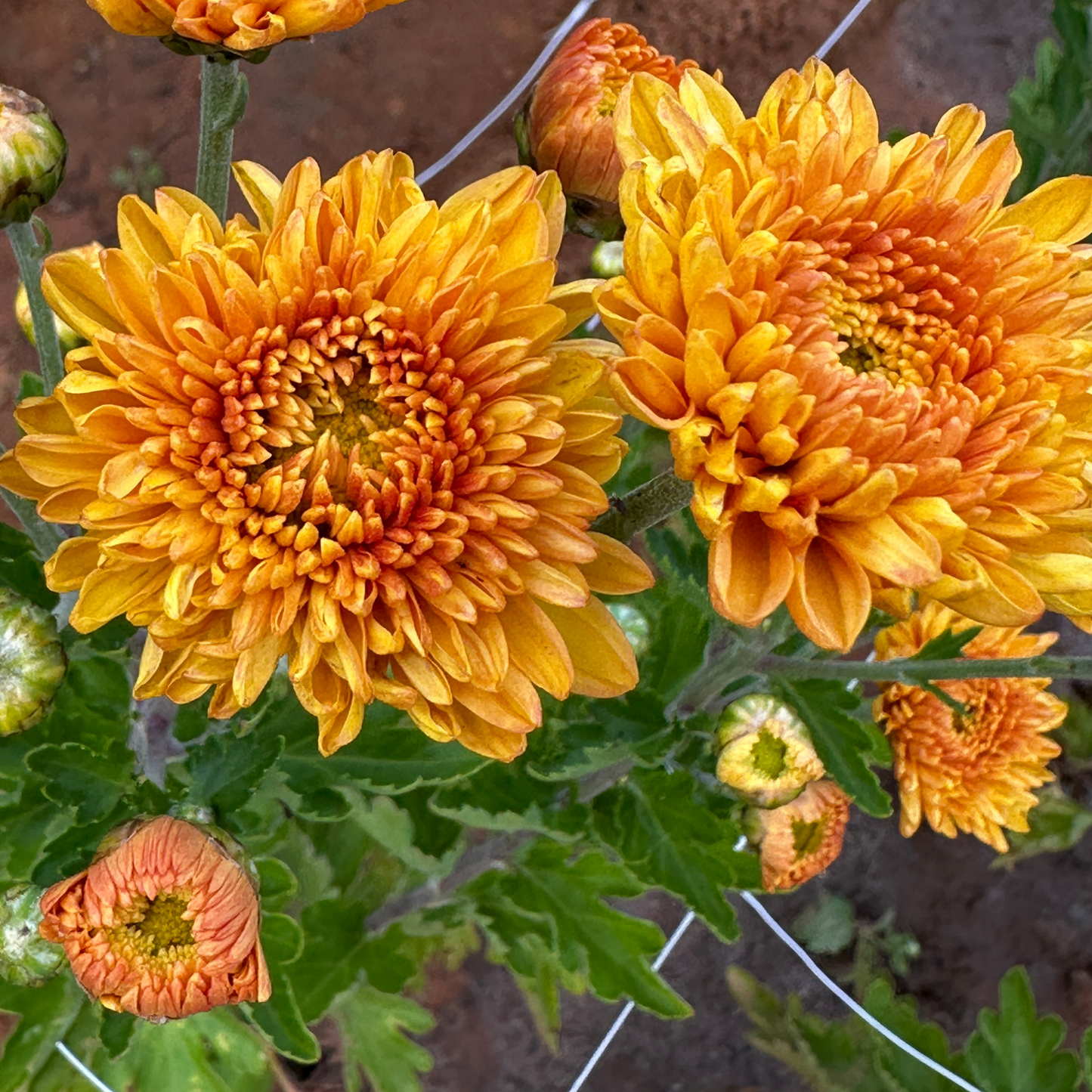 Saffron Glow Heirloom Chrysanthemum | South Africa - Love Dahlias - south - africa - flower - bulbs