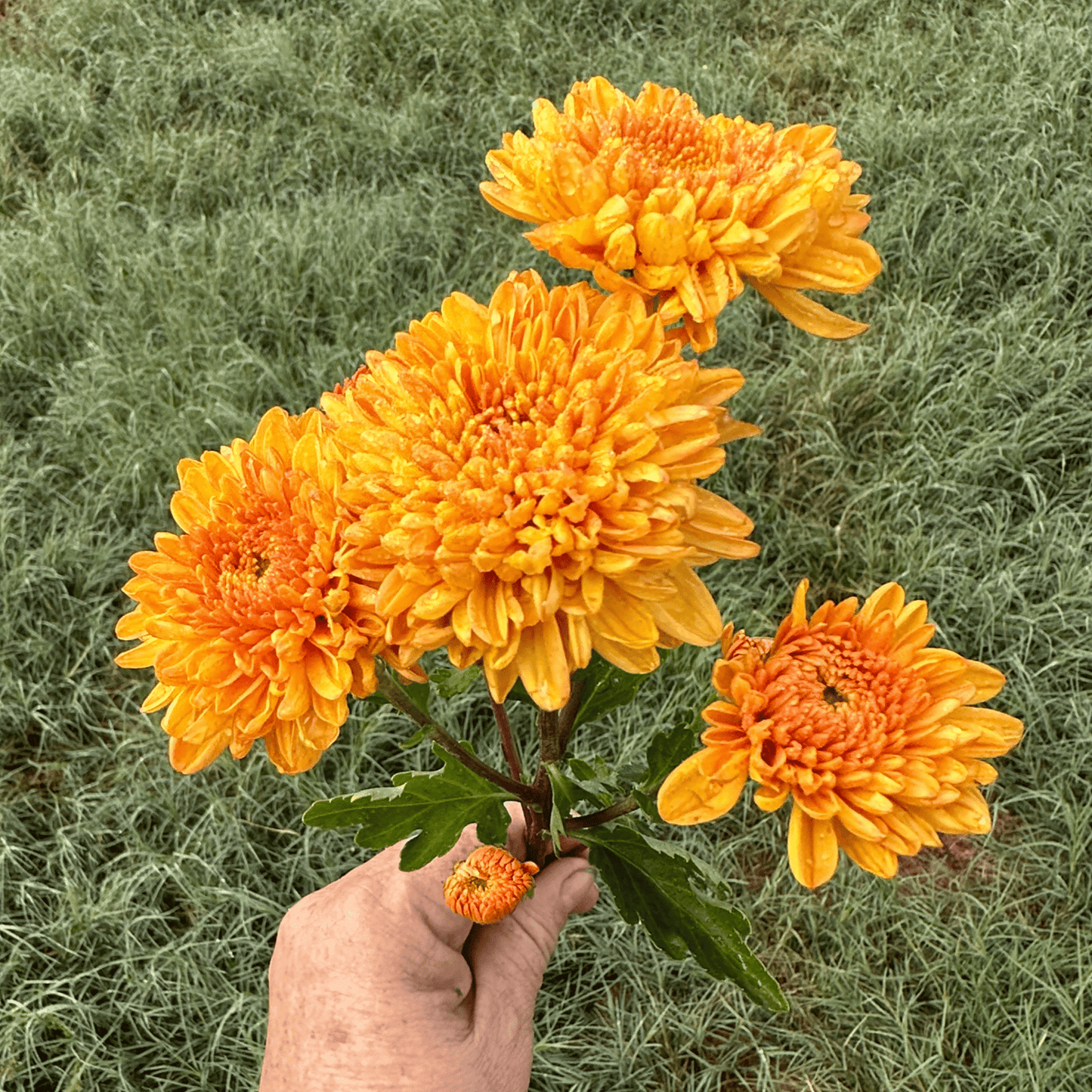 Saffron Glow Heirloom Chrysanthemum | South Africa - Love Dahlias - south - africa - flower - bulbs