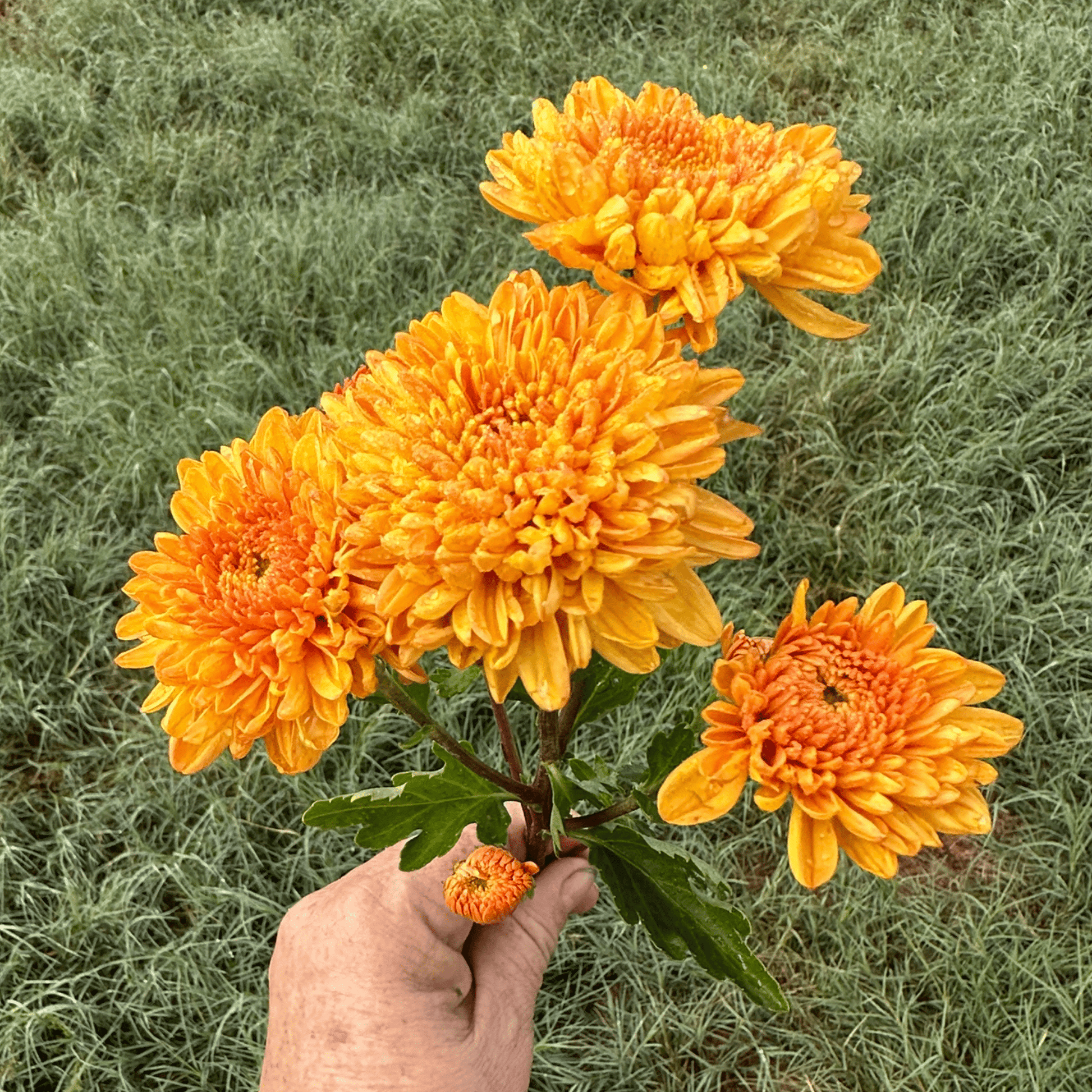 Saffron Glow Heirloom Chrysanthemum | South Africa - Love Dahlias - south - africa - flower - bulbs