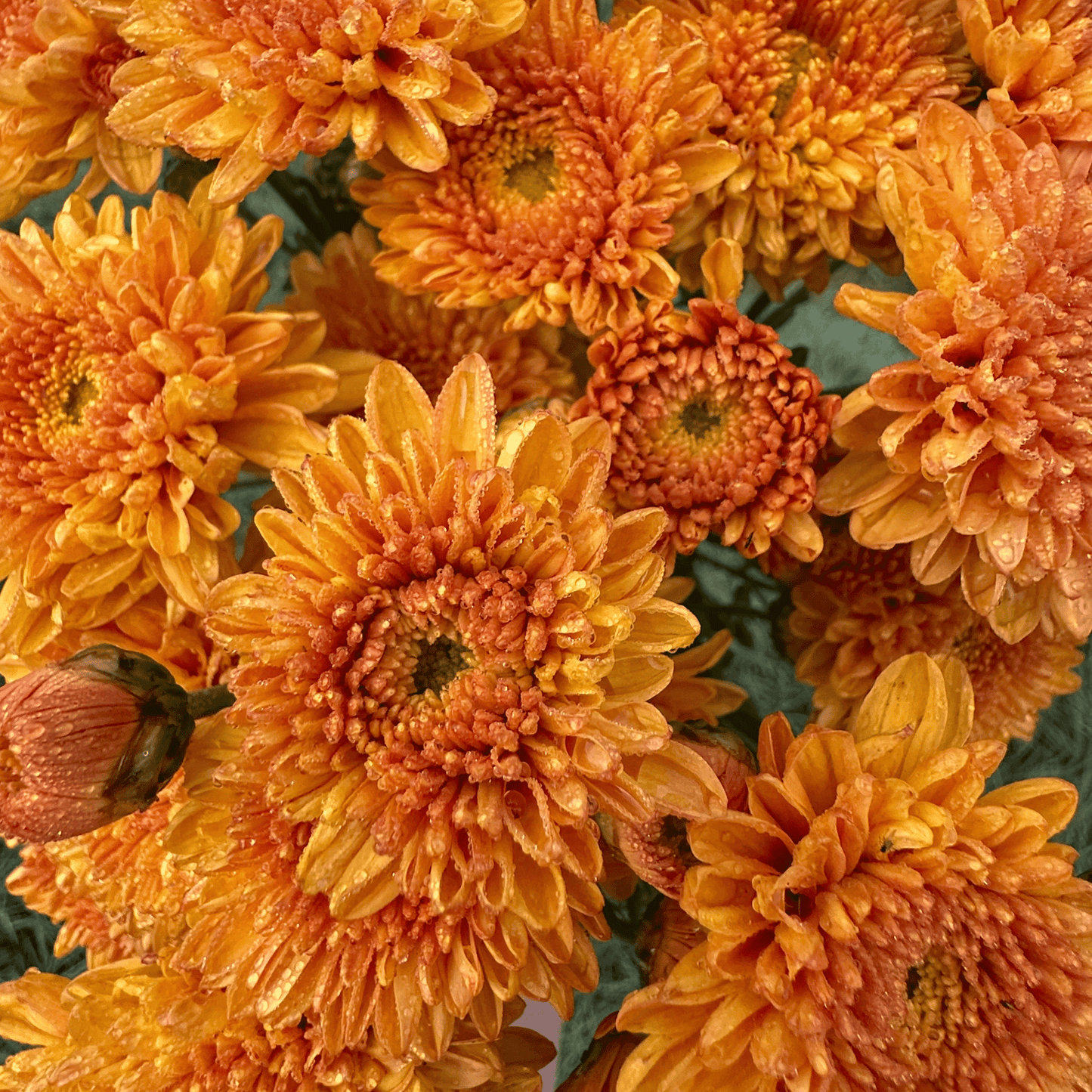 Saffron Glow Heirloom Chrysanthemum | South Africa - Love Dahlias - south - africa - flower - bulbs
