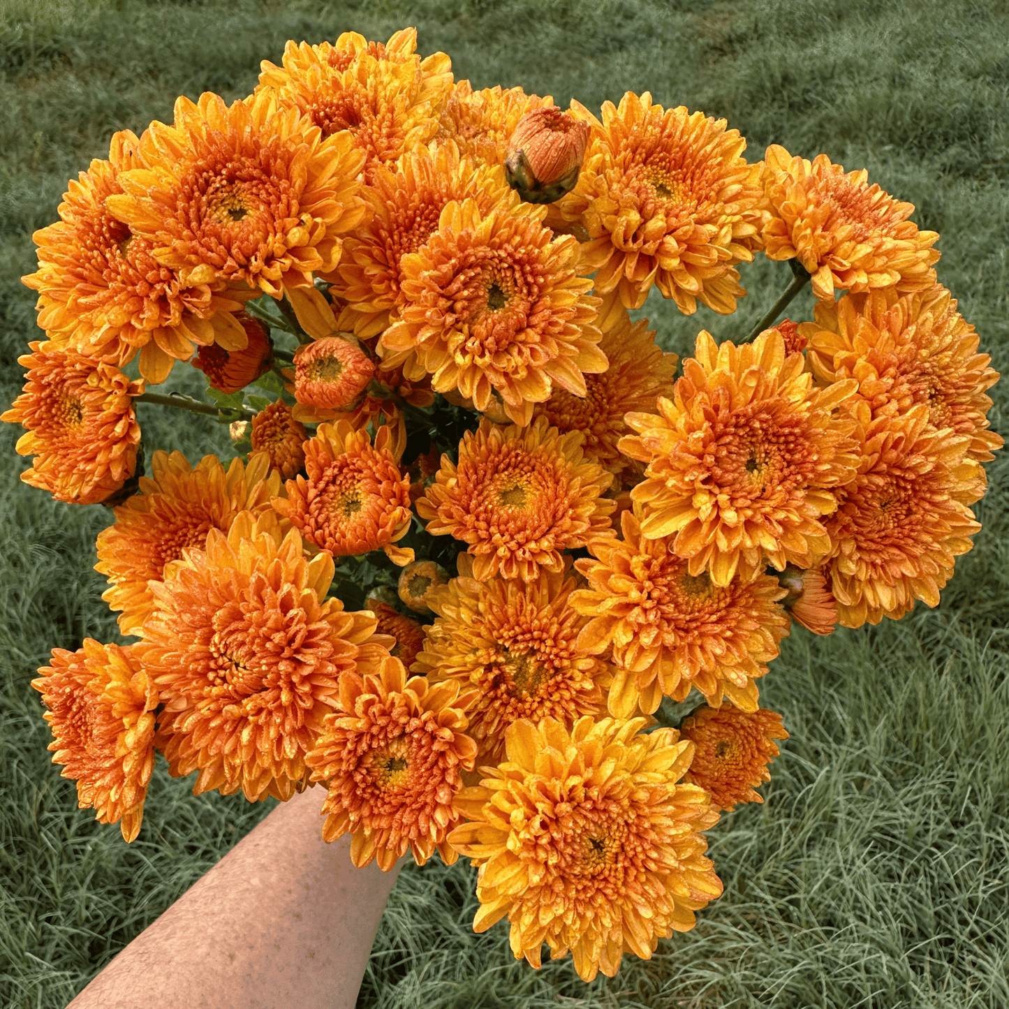 Saffron Glow Heirloom Chrysanthemum | South Africa - Love Dahlias - south - africa - flower - bulbs